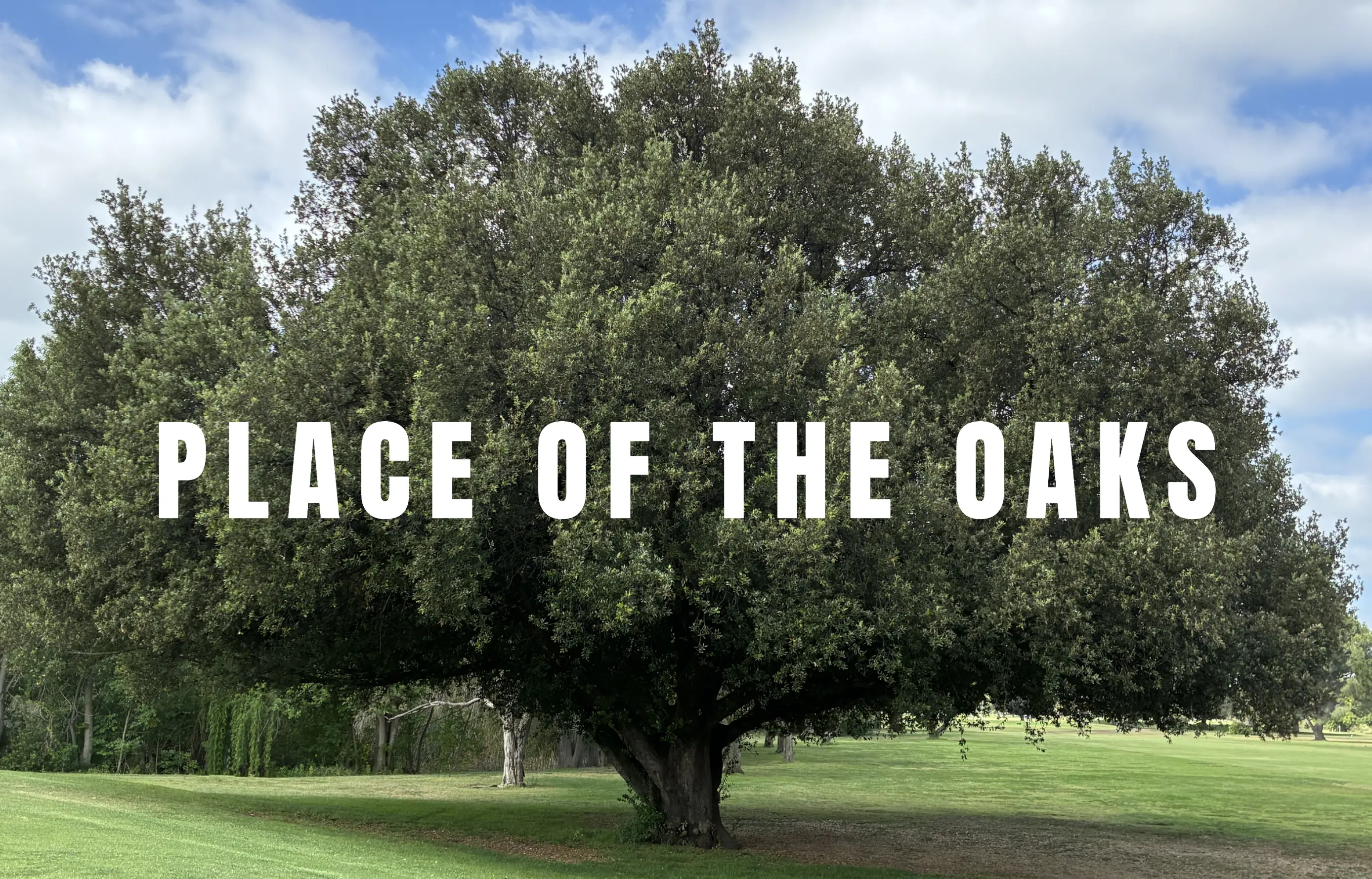 Large oak tree with overlaid text